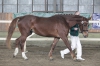 Jumping Ratatouille (Jasper´s Boy, 55-256 Jagmína po Baxte de Quettehou)