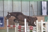 Jumping Ratatouille (Jasper´s Boy, 55-256 Jagmína po Baxte de Quettehou)