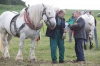 Václav Holub s peršeronským hřebcem Roman des Avalois po Majestuex du Cangin, Gazelle po Sarazin)