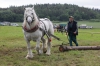 Václav Holub s peršeronským hřebcem Roman des Avalois po Majestuex du Cangin, Gazelle po Sarazin)