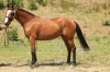 sampionka_prehlidky_colata_m_ct_po_colato_r_z_67-407_delwa_po_landos