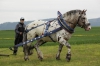 White Tiger s Petrem Procházkou mladším