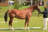 colata_m_po_colonel_z_delwa_po_landos
