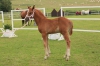 girlie_of_paradise_po_guidam_son_z_caroline_po_carol