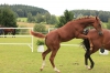 guinness_po_guidam_sohn_nifa_po_fou_damour