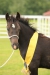 hrebecek_mischel_fiery_jack_po_bryncadno_fflamddwyn_z_rhydfedigaid_ffion-welsh_cob_v_majetku_michaely_pesikove