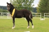 hrebecek_mischel_fiery_jack_po_bryncadno_fflamddwyn_z_rhydfedigaid_ffion-welsh_cob_v_majetku_michaely_pesikove_1