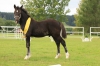 hrebecek_mischel_fiery_jack_po_bryncadno_fflamddwyn_z_rhydfedigaid_ffion-welsh_cob_v_majetku_michaely_pesikove_2