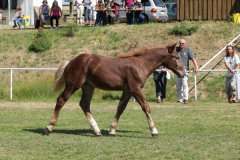 Přehlídka klisen s hříbaty Bernartice 17. 8. 2013