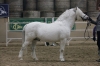 935 Trawel Artuš  welsh mountain pony po Dollom Double Surprise