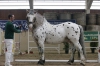 Norický hřebec White Tiger po Wendys