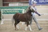 Trawel Redy welsh mountain pony sekce A