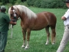 betka
